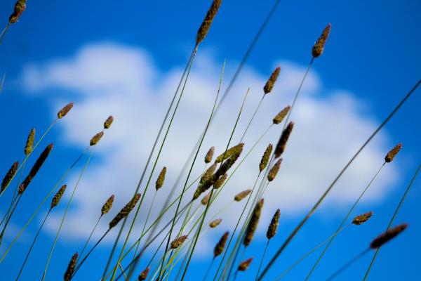 /Images/uploads/Sonoma County Regional Parks Foundation/springlake50/entries/29050thumb.jpg